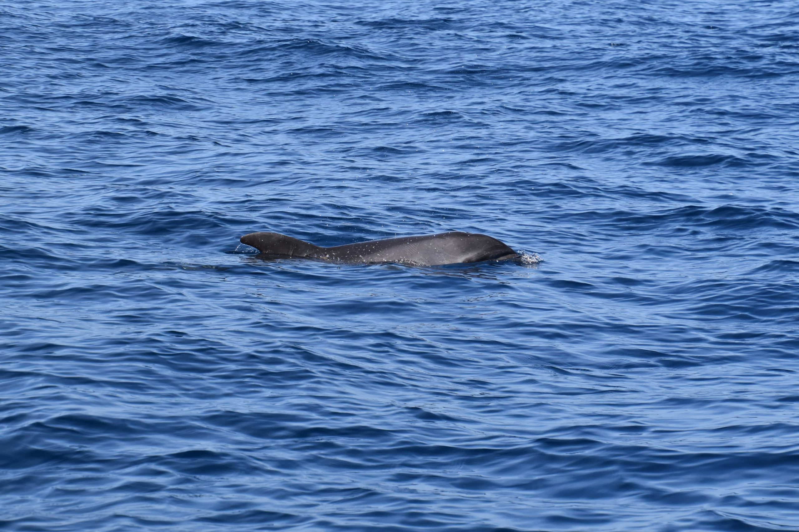 Rozkošný delfín si pláva v oceáne na Tenerife.