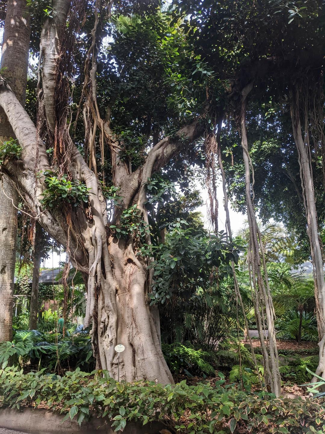 Majestátny fíkus v Jardín Botánico