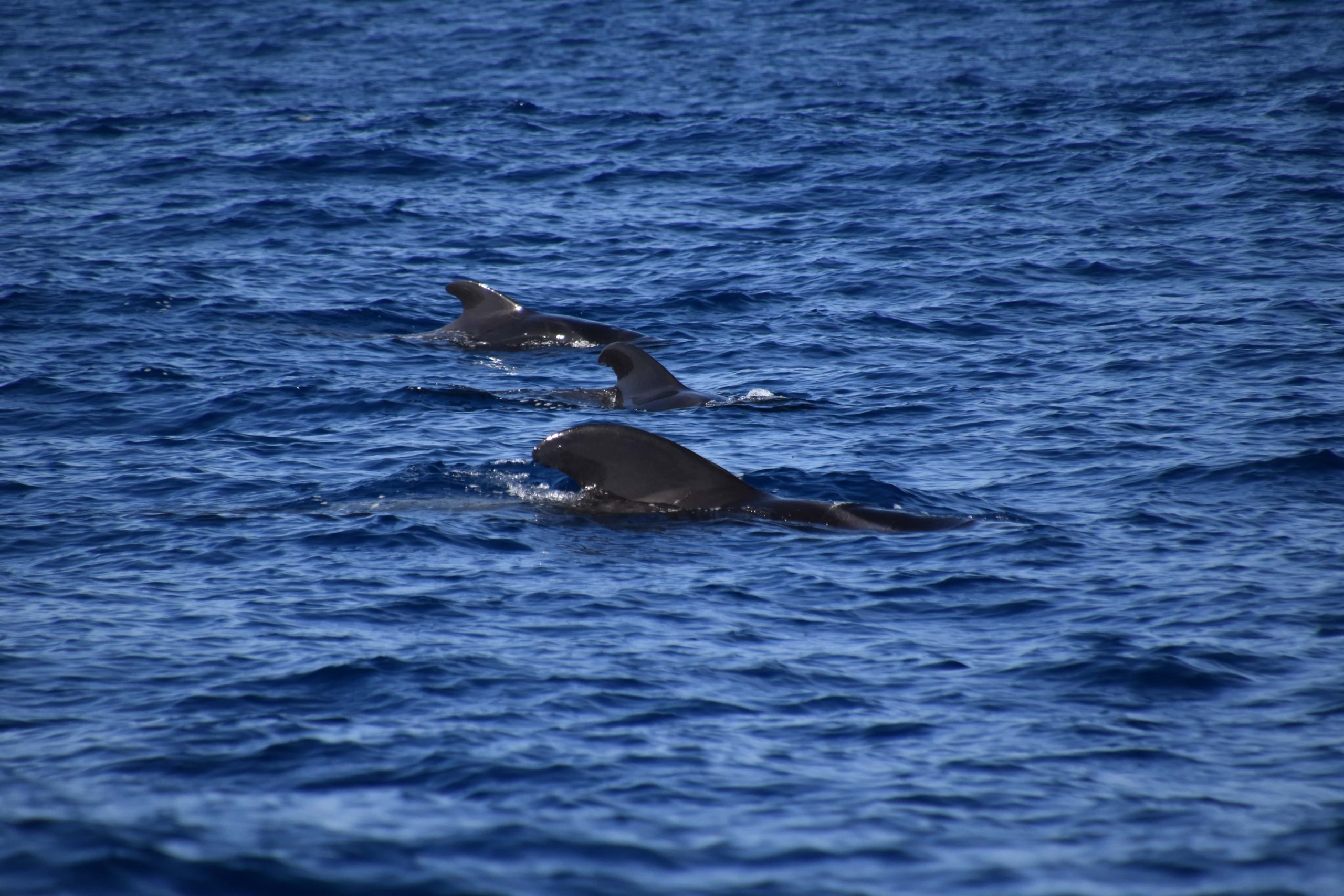 Na Tenerife môžete pozorovať delfíny aj veľryby. 