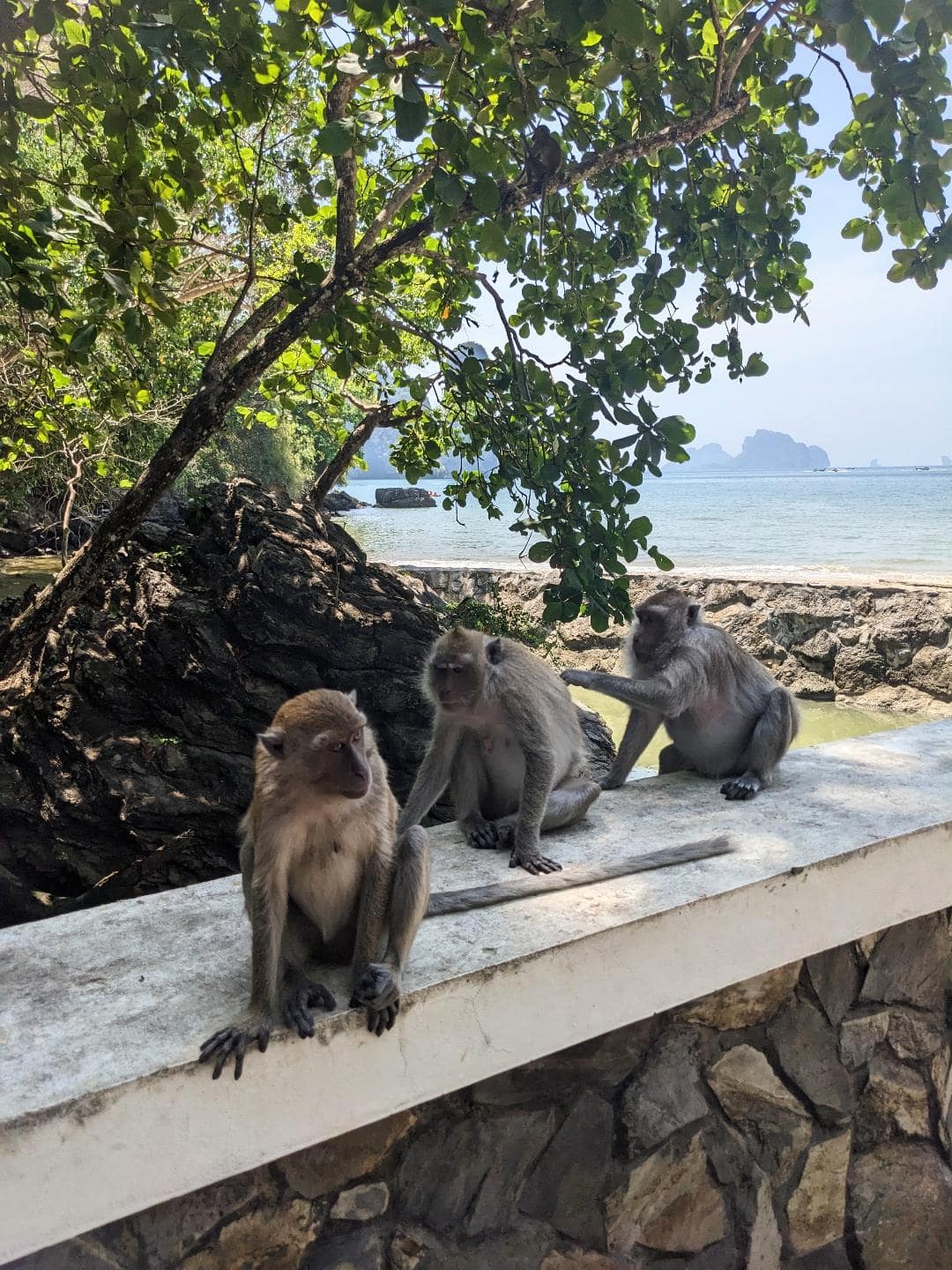 Tri opice sedia na múriku.