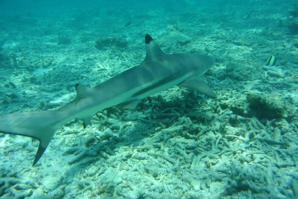 Plávanie so žralokmi na Phi Phi je veľmi intenzívna skúsenosť.