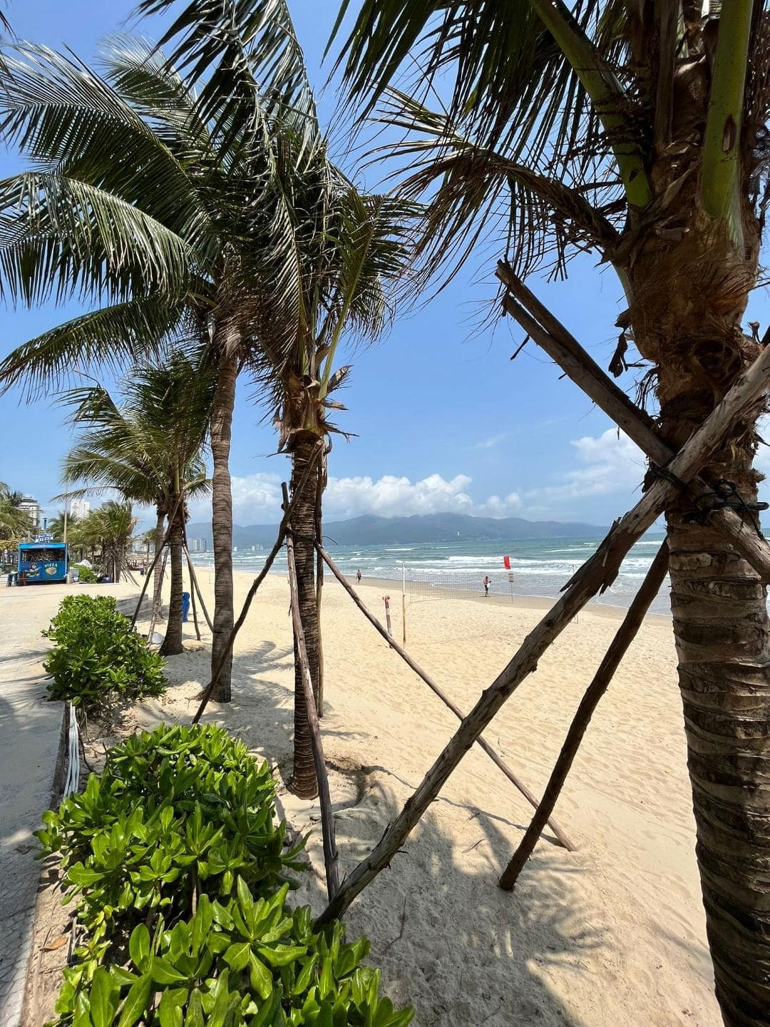 Palmové stromy na piesočnatej pláži.