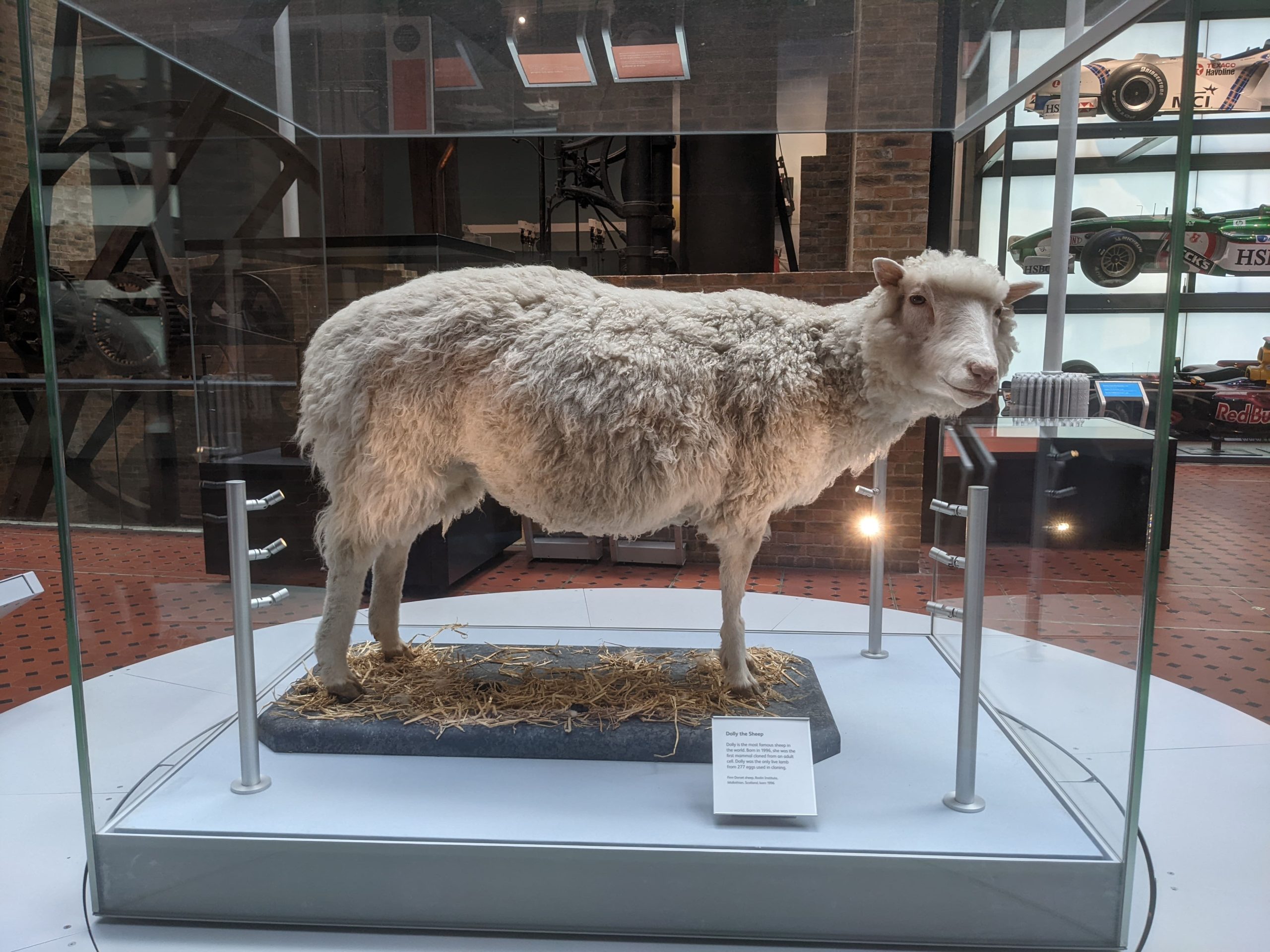 Prvý naklonovaný cicavec na svete bola táto biela ovečka Dolly. Nachádza sa v National Museum of Scotland.