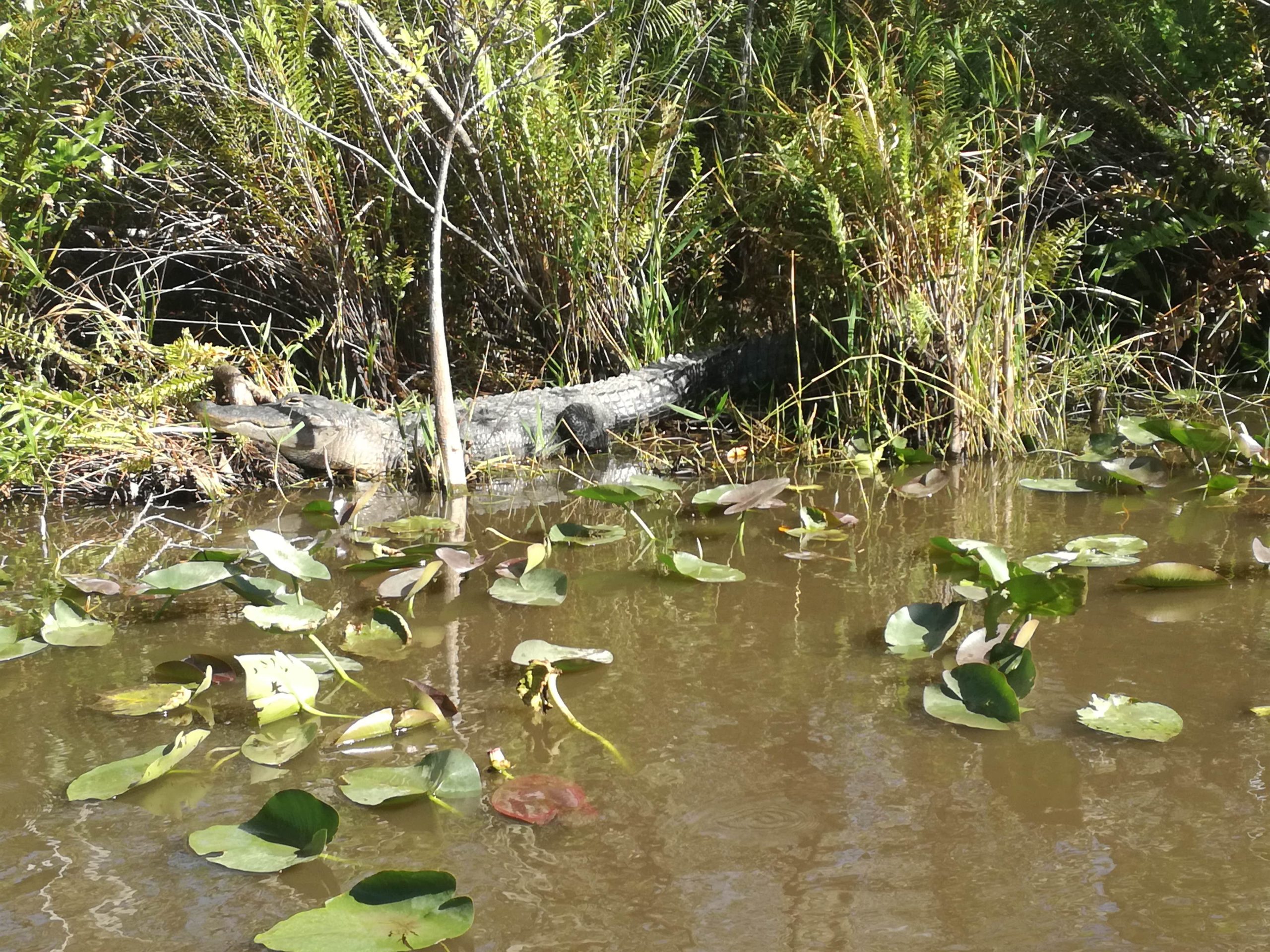 Aligátor v močiari v národnom parku Everglades.