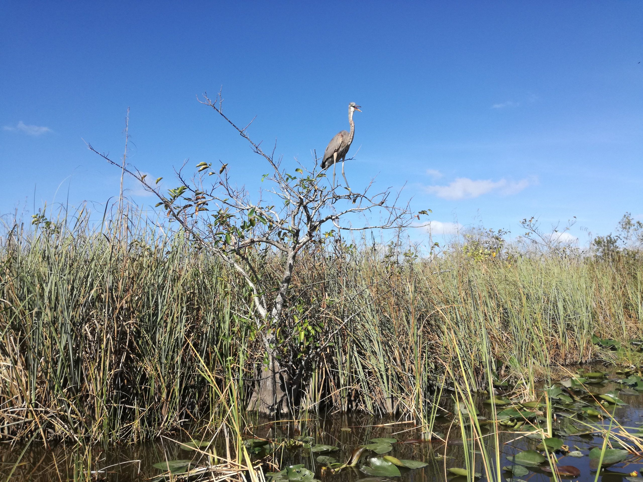 Vtáctvo v národnom parku Everglades.