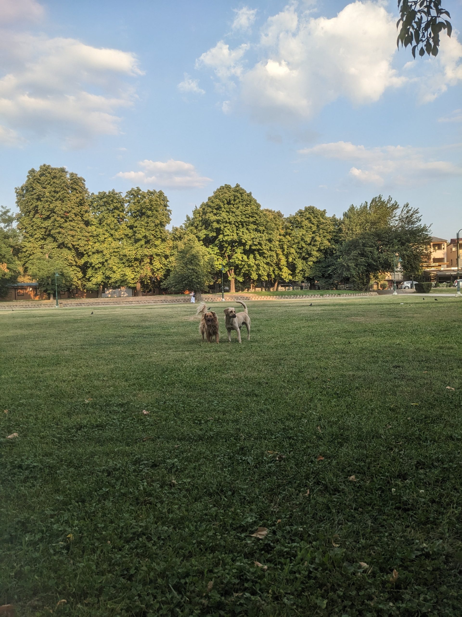 Dvaja psy v mestskom parku.