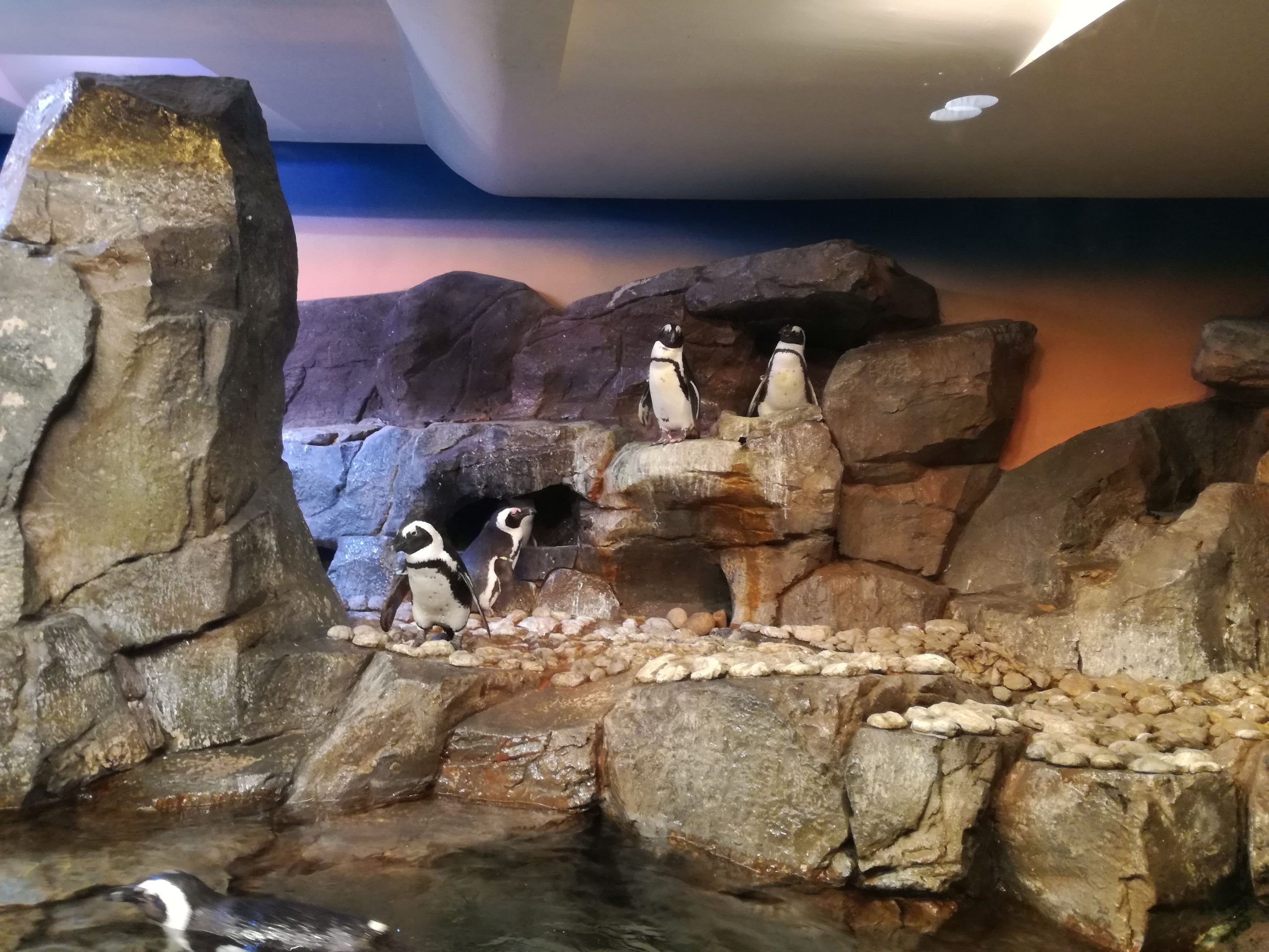 Tučniaky v Georgia Aquarium.
