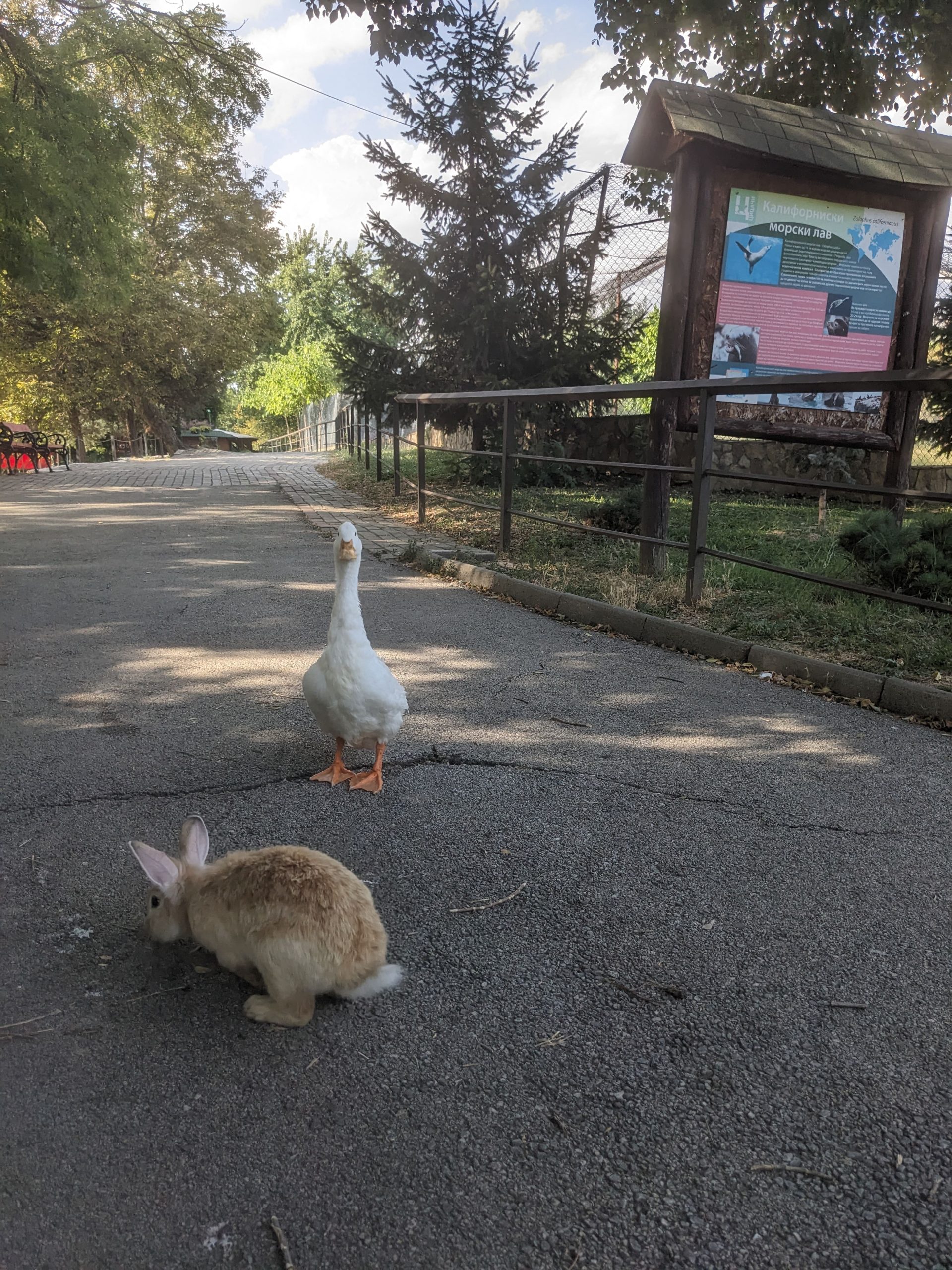 Biela kačka a zajac kráčajú po chodníku.
