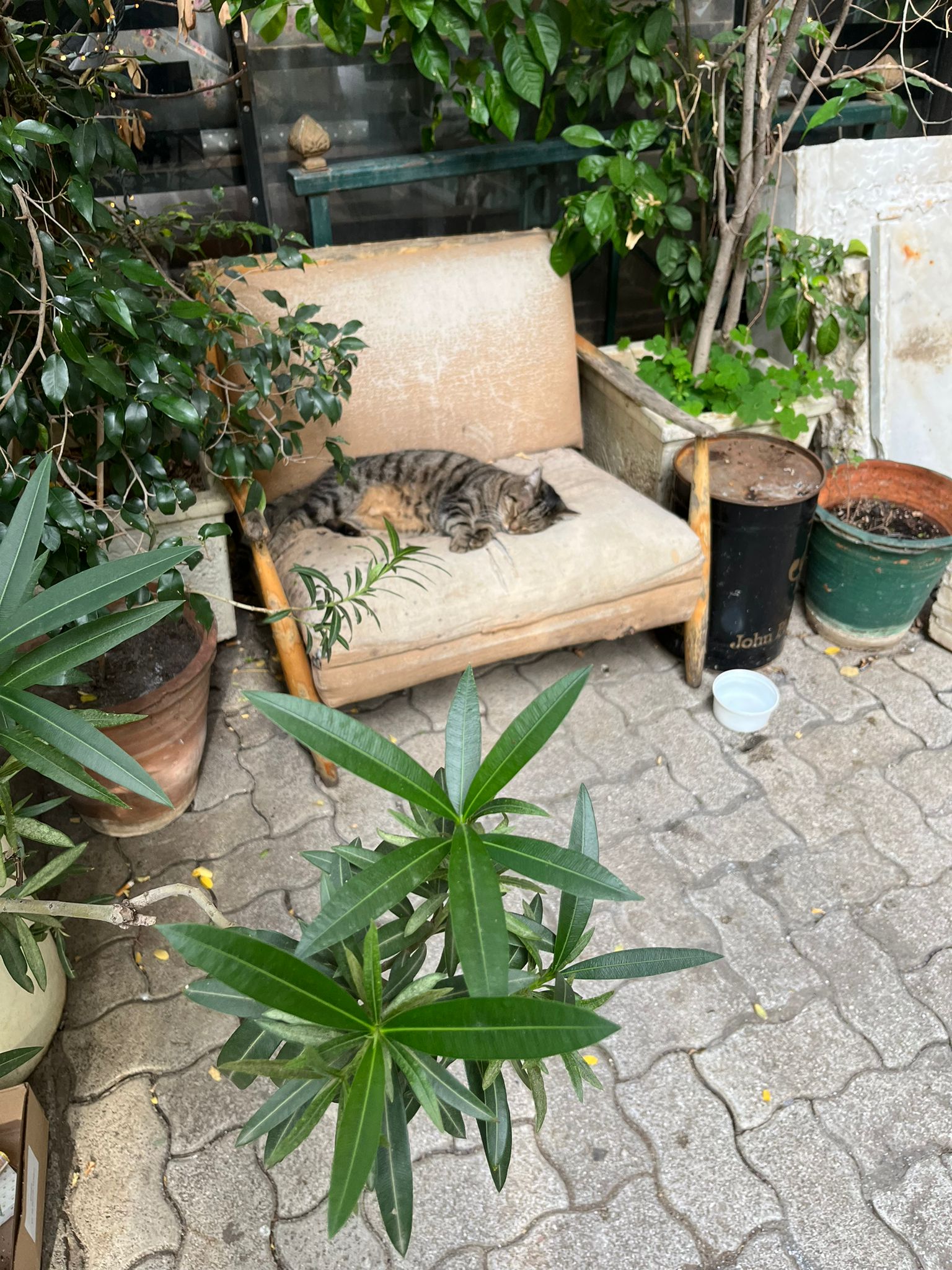 Mačka spiaca na kresle. Okolo nej sú kvetiny, rastliny a iné stromy.