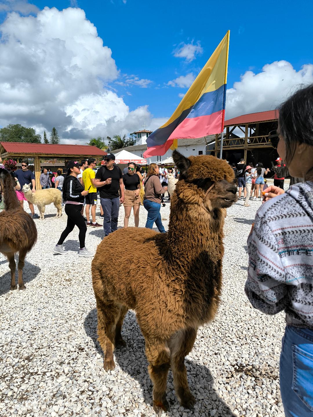 Kolumbijská lama pózuje pred kolumbijskou vlajkou.